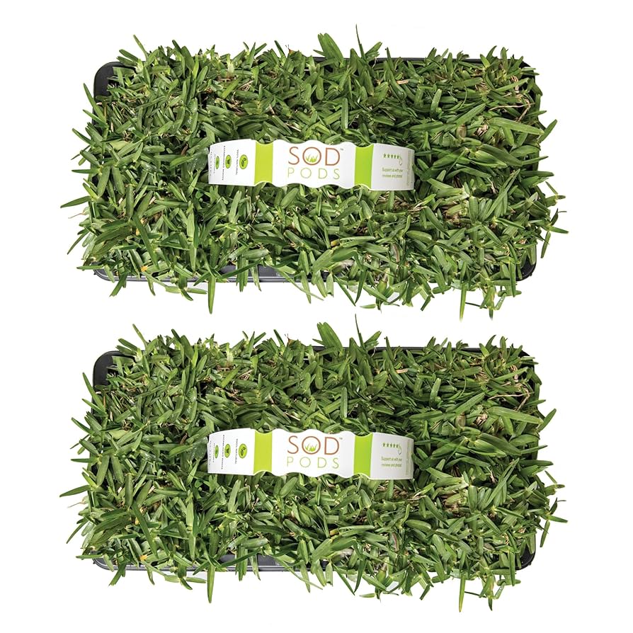 Tray of healthy St. Augustine sod plugs from a reputable supplier, showing vibrant green turf and strong root structure, ready for lawn installation or repair.